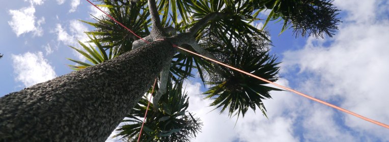 Philippa Nielsen - Tree Support