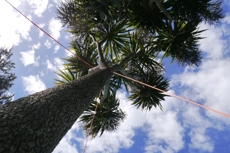 Philippa Nielsen - Tree Support